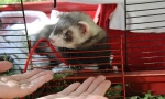 Njega i sadržaj ferreta kod kuće